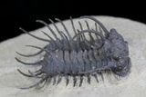 Spiny Koneprusia Trilobite - Foum Zguid, Morocco #25140-2